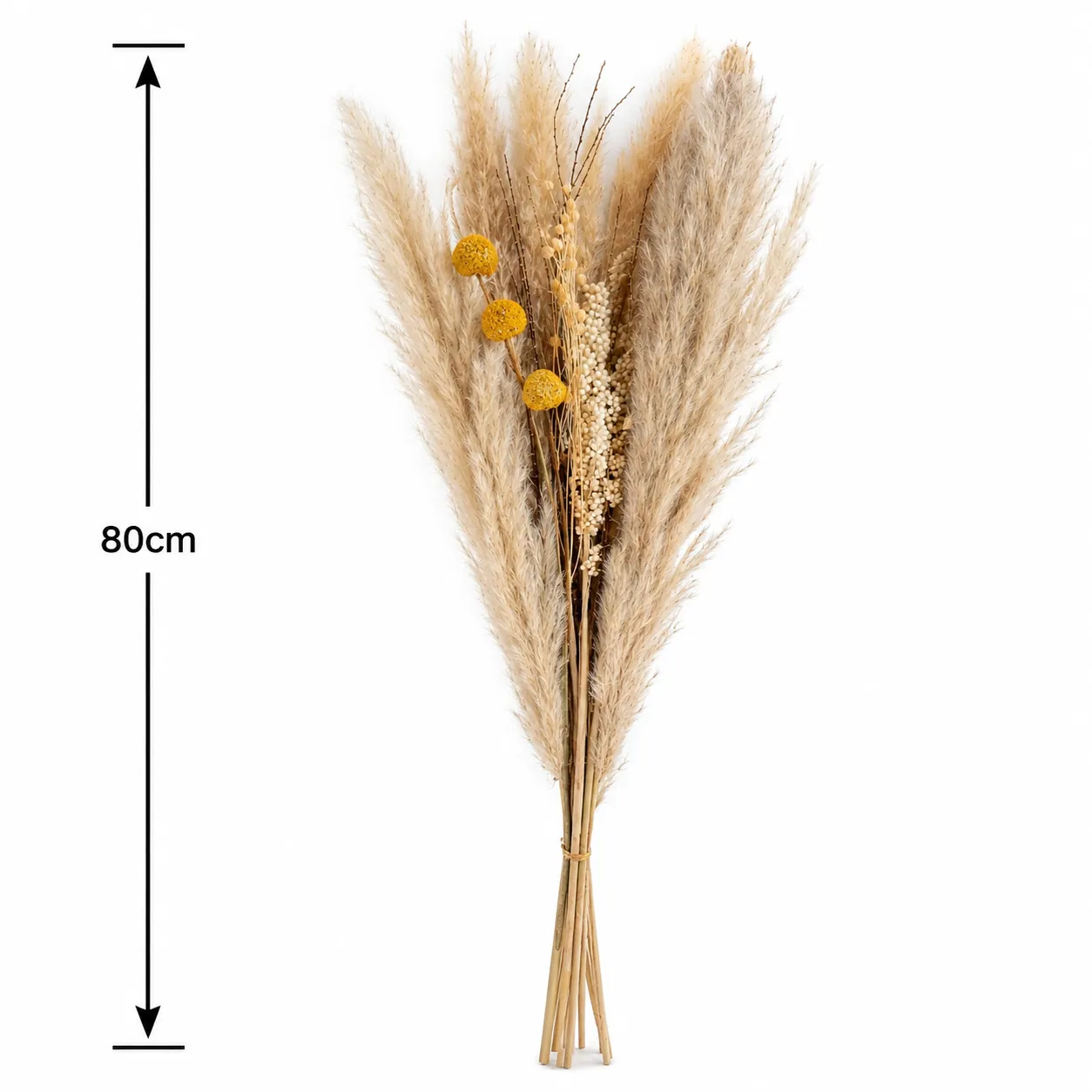 Ramo de pampas preservadas, Natural beige (80cm)