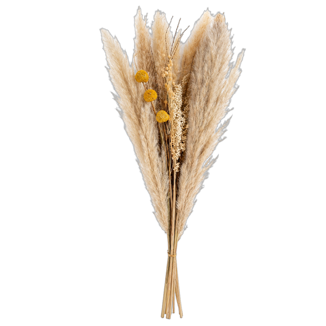 Ramo de pampas preservadas, Natural beige (80cm)